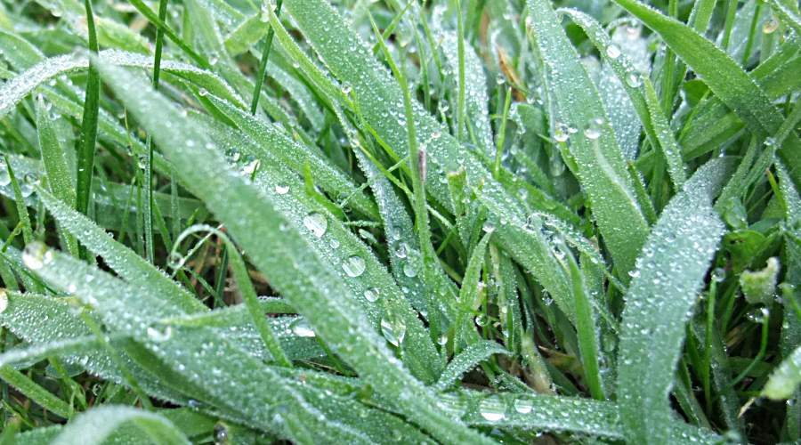 Dew on Grass